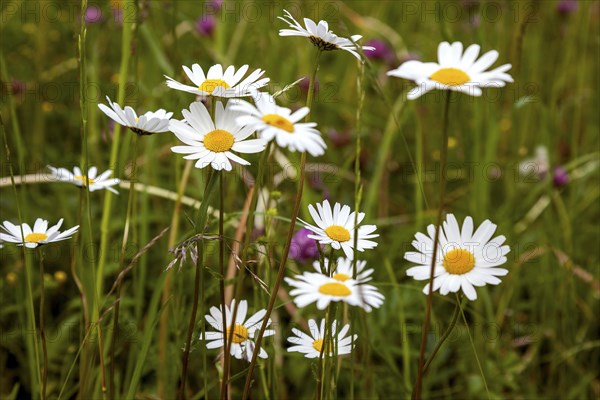 Meadow ox-eye daisy