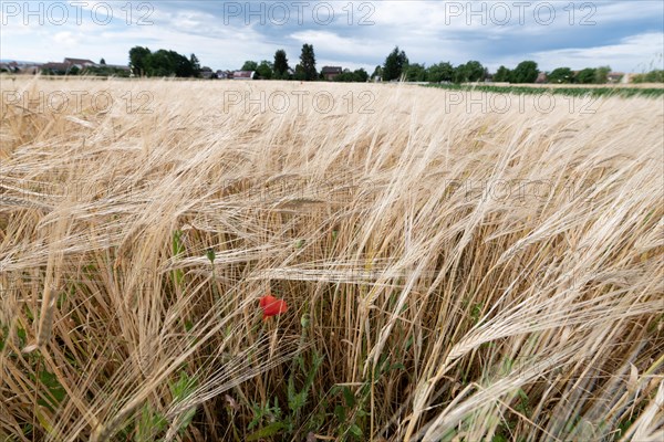 Wheat field in spring in plain. Alsace
