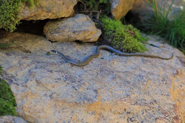 Grass snake