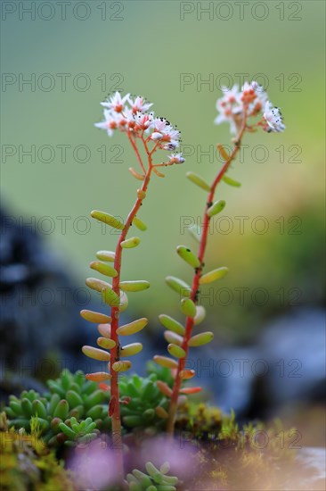 White stonecrop