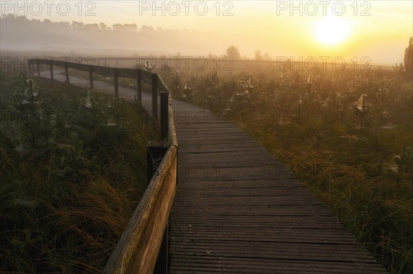 Wooden footbridge in a moor with scots pine