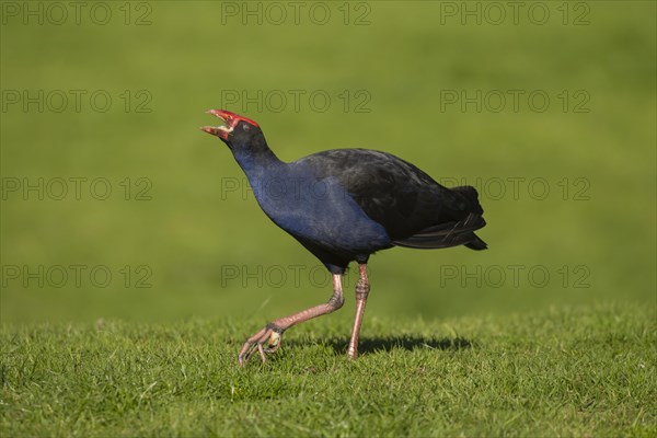 Australasian swamphen