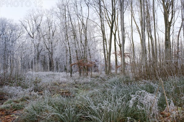 Deciduous forest with hoarfrost