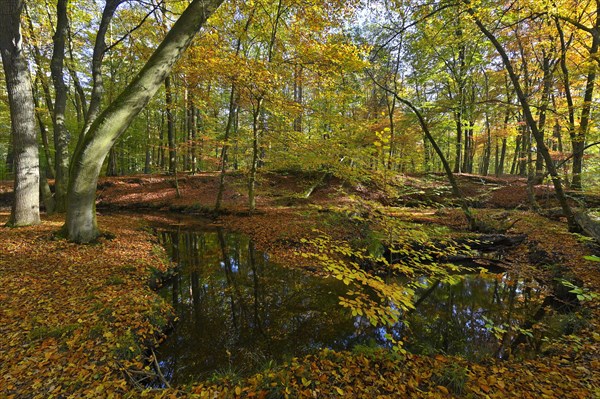 Rotbach in the autumnal Hiesfeld Forest
