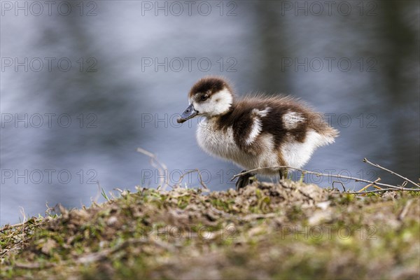 Junge Nilgans