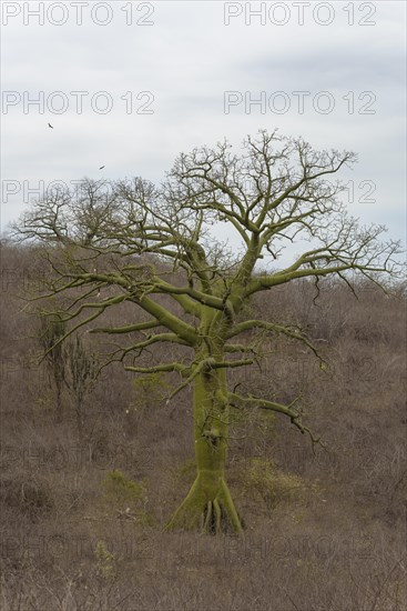 Ceiba-Baum