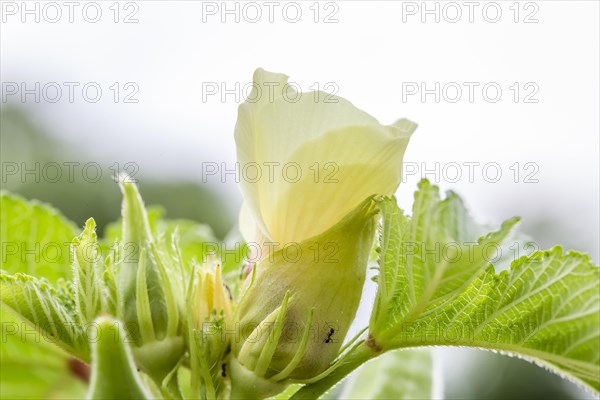 Blooming okra plant in garden