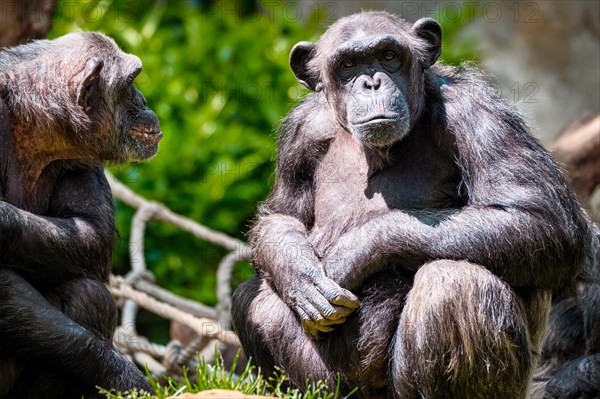 Portrait of a chimpanzee monkey ape from Africa in jungle tropical rainforest