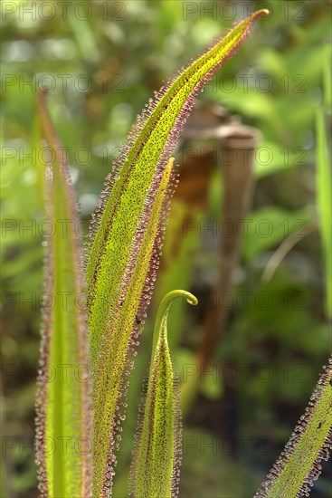 Catch leaves of drosera regia