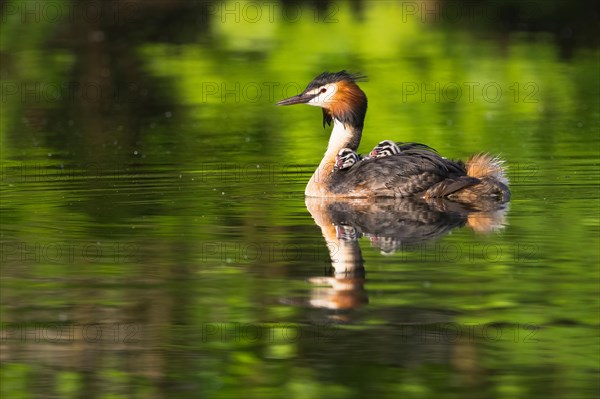 Great Crested Grebe