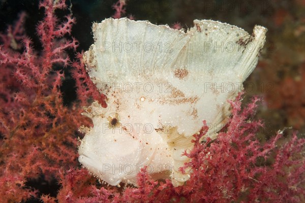 White leaf scorpionfish