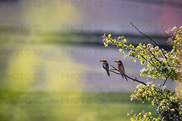 A pair of European bee-eaters