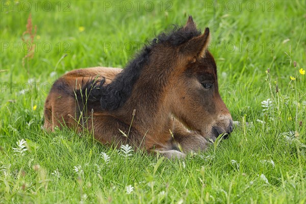 Young Icelandic horse