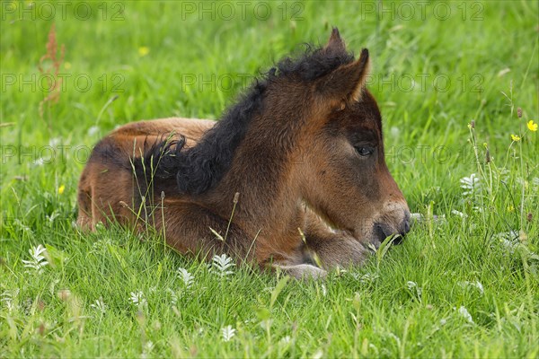 Young Icelandic horse