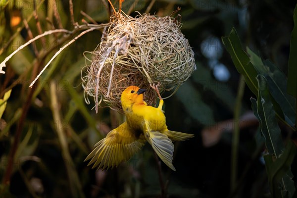 Golden palm weaver