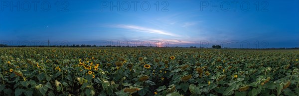 Panorama of a wide sunflower field with setting sun in a blue sky