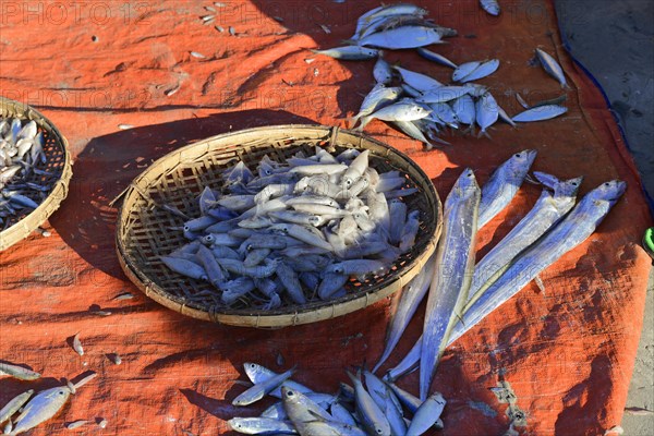 (Pisces) Ngapali Beach, Thandwe, Burma, Burma, Myanmar, Asia