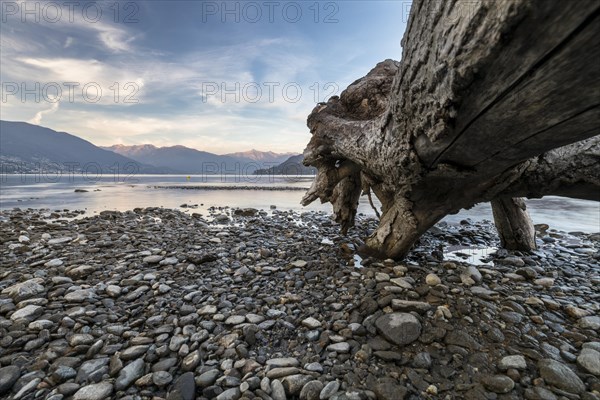 Tree trunk on the gravel shore