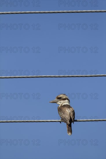 Laughing kookaburra