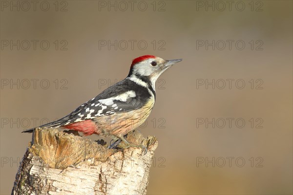 Middle spotted woodpecker