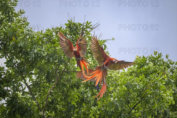 Scarlet macaws