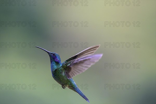 Mexican violetear