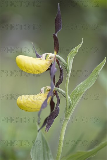 Yellow lady's slipper orchid