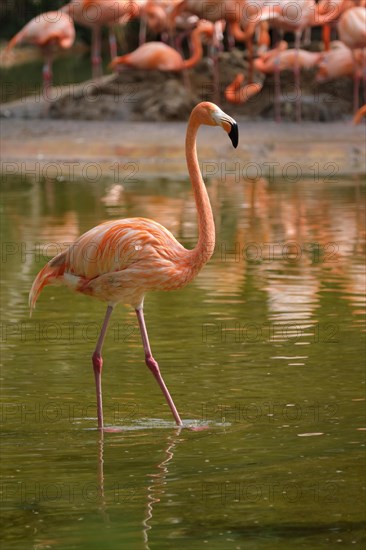 American flamingo