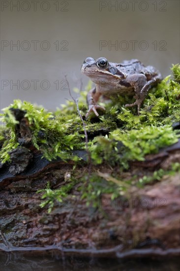 Grasfrosch