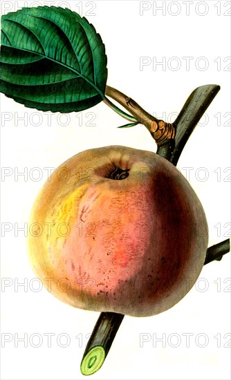 Apfel