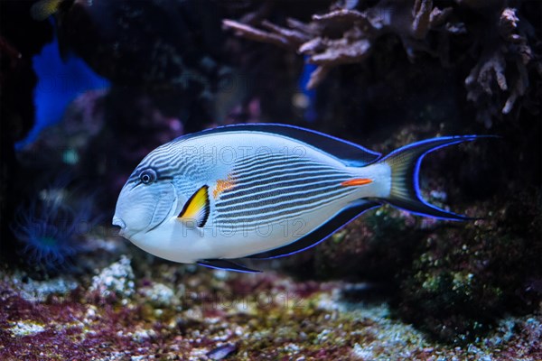 Colorful tropical fish Sohal Surgeonfish