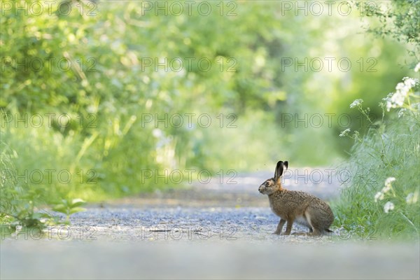 European hare