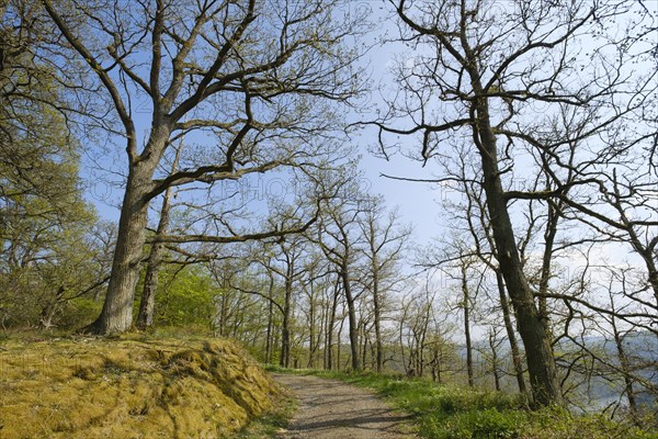 Forest trail