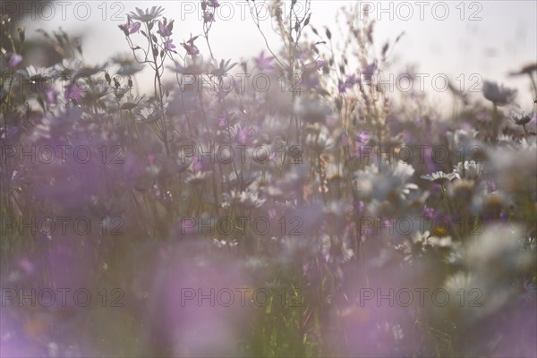 Blur experiment on a flowering meadow in summer