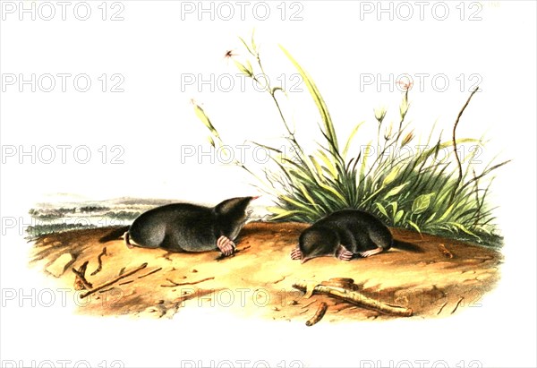 True's shrew mole