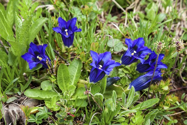 Pebble bell gentian