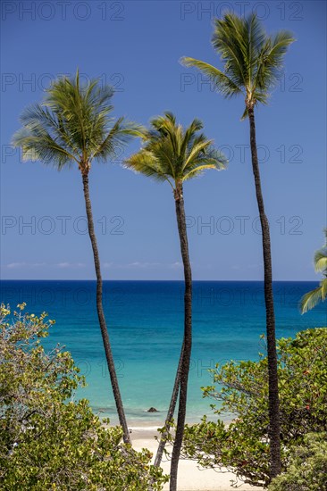 Palm trees in front of turquoise sea