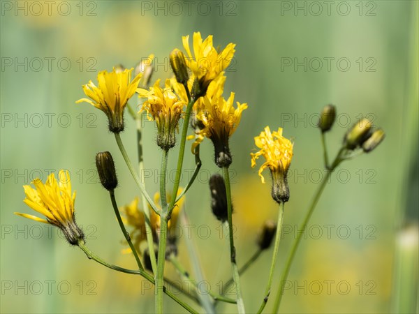 Rough hawksbeard