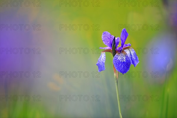 Siberian iris