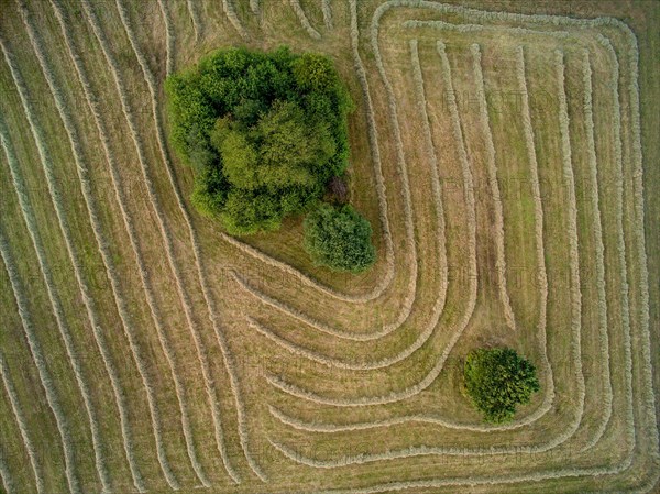 Hay harvest