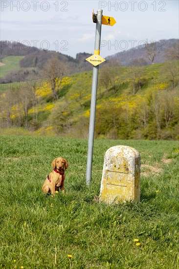 Hungarian or Magyar Vizsla or Smooth-Haired Vizsla