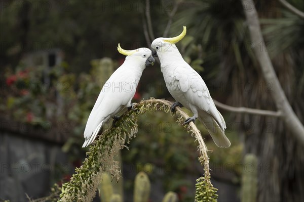 Sulphur-crested cockatoo