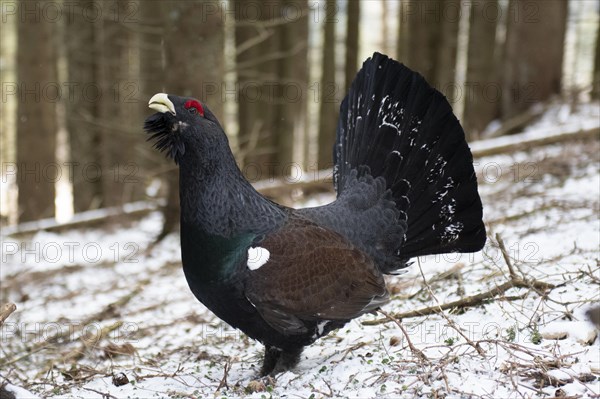 Western capercaillie