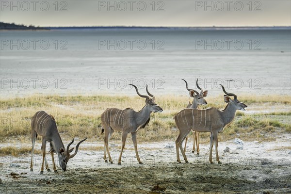 Greater kudu