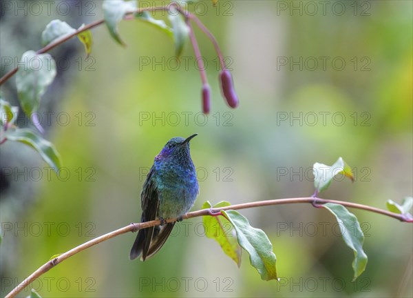 Mexican violetear