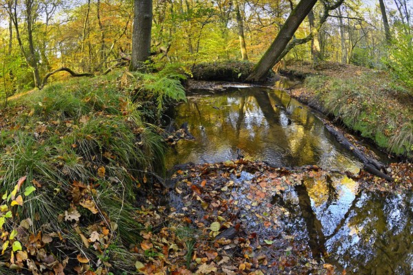 Rotbach in the autumnal Hiesfeld Forest