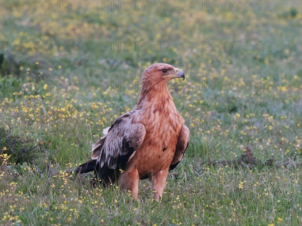 Kaiseradler