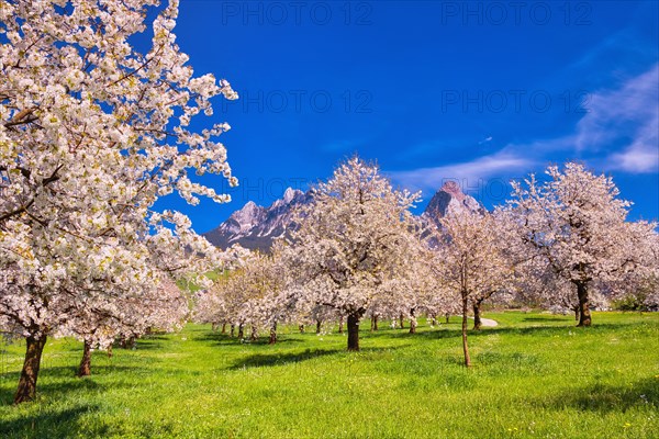 Obstplantage im Fruehling