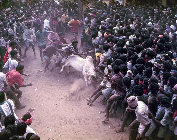 Jallikattu