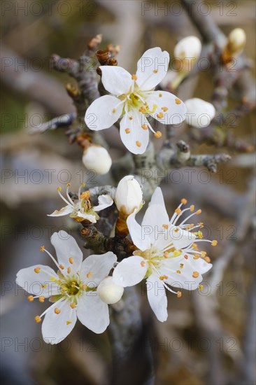 Blueten des Weissdorn